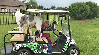 Playful Great Danes Love Going For a Golf Cart Ride