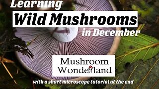 Learning Wild Mushrooms in December- with a short microscopy tutorial