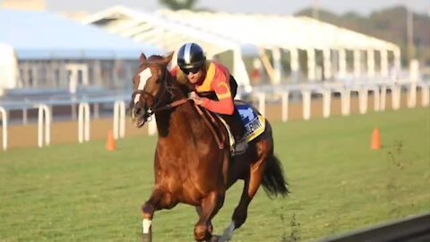 SOUTH AFRICA - Durban - Vodacom Durban July Gallops (Video) (gqa)