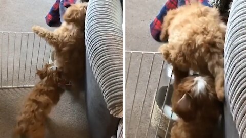 Puppies use teamwork to escape from their playpen