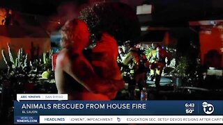 Numerous animals rescued from El Cajon house fire