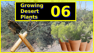 Growing Desert Plants Part 06