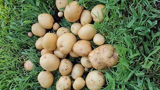 Harvesting Some Yukon Gold Potatoes Grown In 10 Gallon Grow Bags
