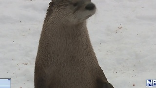 Winter still a wonderland at NEW Zoo for animals and visitors