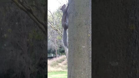 Cute squirell gets caught in camera- beautiful video #squirrel #nature