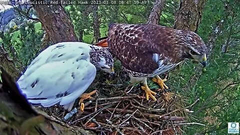 Red-Tailed Hawks at Work 🌲 03/08/23 08:39