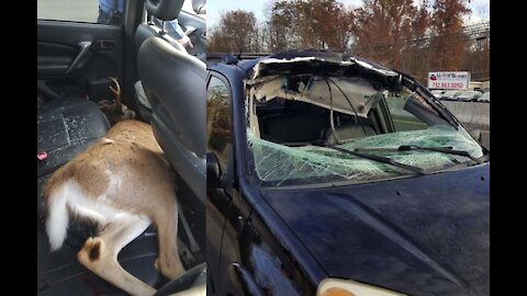 Car accident hitting a deer in my Saab