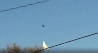 Humming Bird Tries to Annoy White Dove
