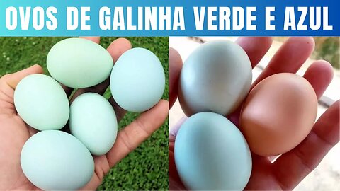 Descobrindo os Segredos dos Ovos de Galinha Azul e Verde: Surpreendentes e Benefícios Nutricionais.