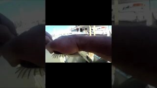 #Short Amazing catch by a pelican. Nothing but netAa