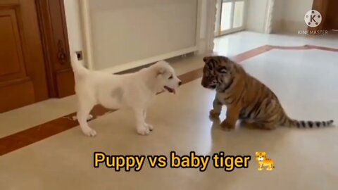 Cutest Baby Animals Video Compliment Cute moment of the Animal - Cutest Animals #1