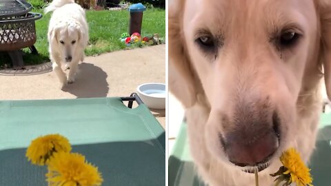 Golden Retriever stops to eat the flowers instead of smell them