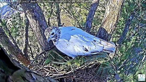 Angel and Mate Work On The Nest 🌲 02/14/23 9:06