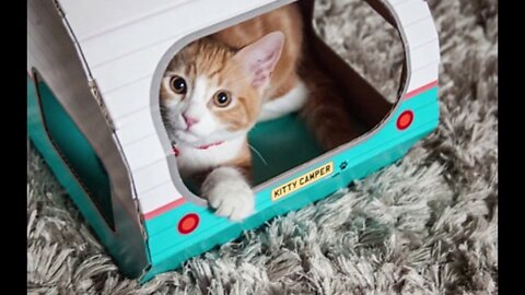 Top 10 VEHICLES for Cats!