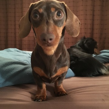 Dachshund barks at completely harmless object