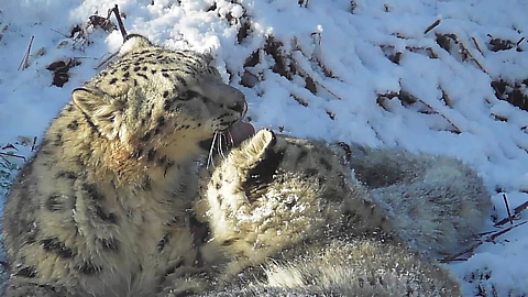 Snow leopard cubs play fight in the snow
