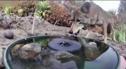 Camera Captures All Walks Of Life Drinking From Water Fountain