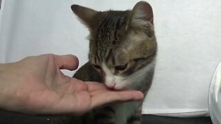 Cute Cat Eats from the Hand