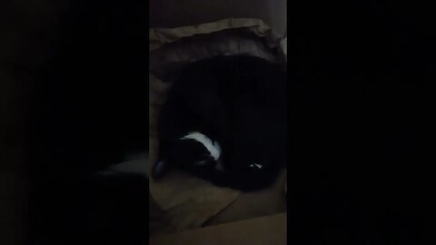 cat sleeping in a box #shortsvideo #kitty #kittycat #cat #youtubeshorts