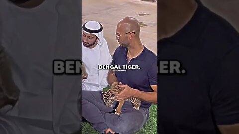 Andrew Tate playing with Baby Tiger 🐅 in Dubai#dubai #shorts #trending #bugatti #andrewtate