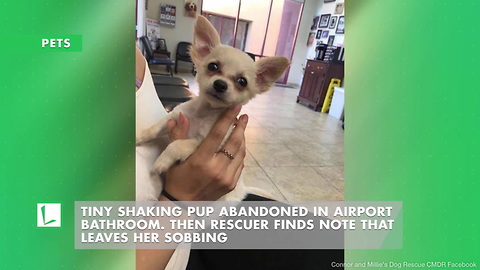 Tiny Shaking Pup Abandoned in Airport Bathroom. Then Rescuer Finds Note That Leaves Her Sobbing