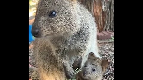 Cute funny Quokka -150