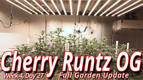 Cherry Runtz OG Week 4, Day 27: Spider Farmer SE7000 Flower Room Update