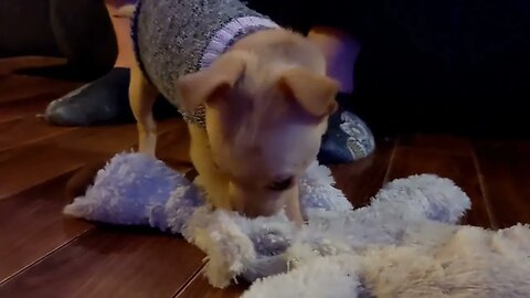 Miley being cute playing with a stuffy