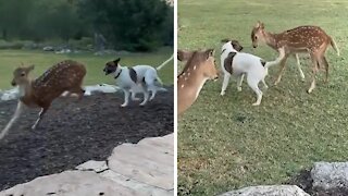 Rescued fawn runs right over to playful doggy