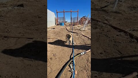 our new livestock guardian dog in training Sadie #goats #animals #pets #dogs #farmlife #shortsfeed