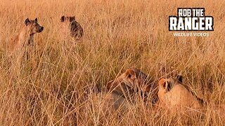 Lionesses Surrounded By Hyenas | Maasai Mara Safari | Zebra Plains