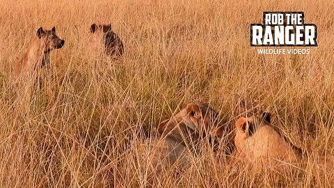 Lionesses Surrounded By Hyenas | Maasai Mara Safari | Zebra Plains