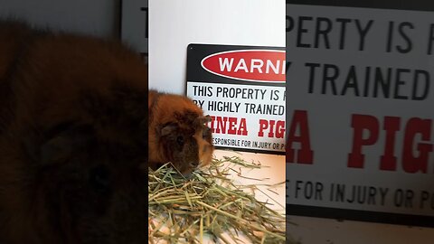 Property Protected by Guinea Pigs #guineapigs #guineapig #cutepets