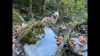 Husky Pup Swimming !! [CUTEST VIDEO EVER!!!!]