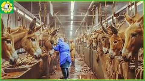 How Farming Millions Donkey for Milk,Meat in China - Donkey Meat Processing in Factory - Donkey Farm