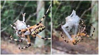 Edderkopp fanger frosk i en imponerende felle