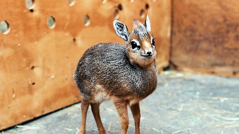 Adorable Baby Dik-Dik Antelope Is Only 7.5 Inches Tall | ZooBorns
