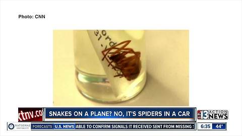 Spiders in cars?