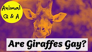 Are Giraffes Gay?