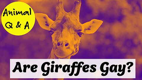Are Giraffes Gay?