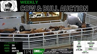 1/16/2023 - OKC West Weekly Cow & Bull Auction