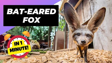 Bat-eared Fox - In 1 Minute! 🦊 Adorable Ears, Deadly Skills!"
