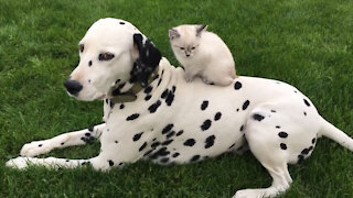 Beautiful Dalmatian hanging out with his sweet kitten.
