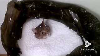 Cat in bag off polystyrene