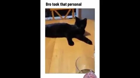 Funniest Cats Videos That Will Make You Laugh 10😂 Best Funny Cats Videos Of 2023 😅😹
