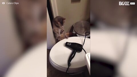 Combat entre un chat et un sèche-cheveux inerte