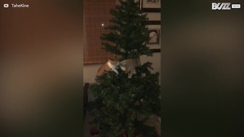 Ces chats s'éclatent avec un sapin de Noël