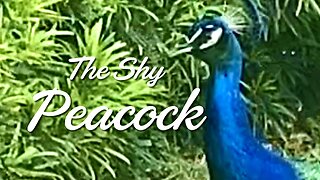 A Shy Peacock