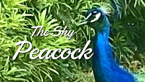 A Shy Peacock