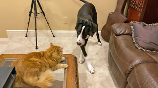 Funny Great Dane Puppy & Cat Practice Hokey Pokey Dance Moves